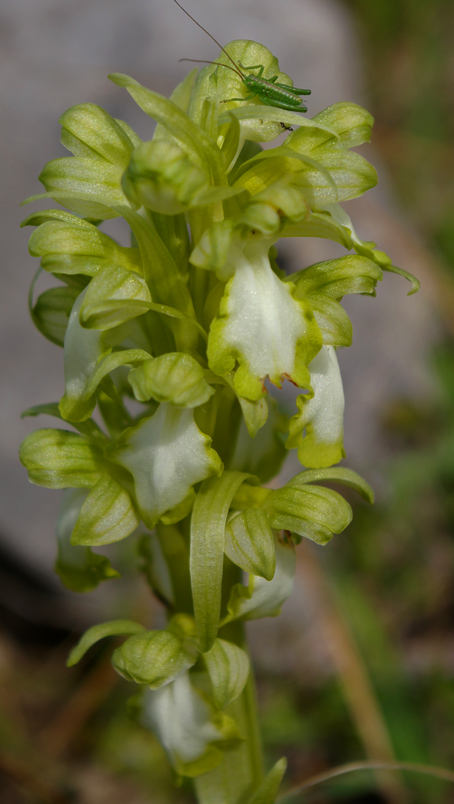 Barlia robertiana bianca 